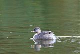 Hoary-headed Grebe